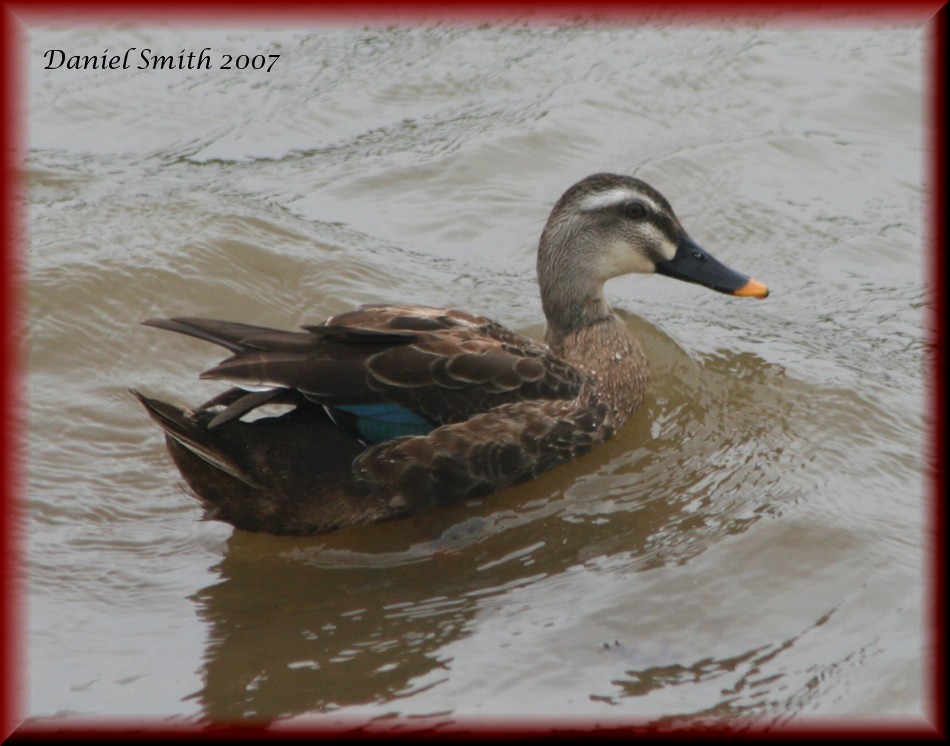 Spot-Billed Duck