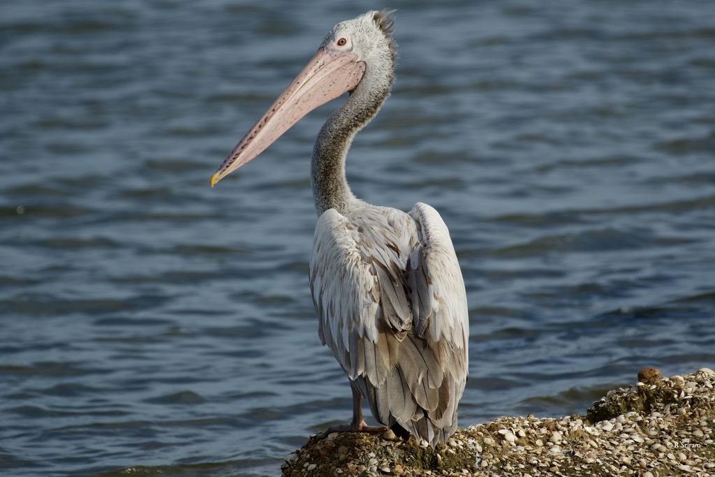 Spot-billed Pelican