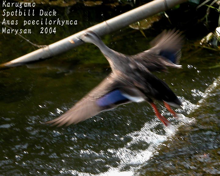Spotbill Duck Flies