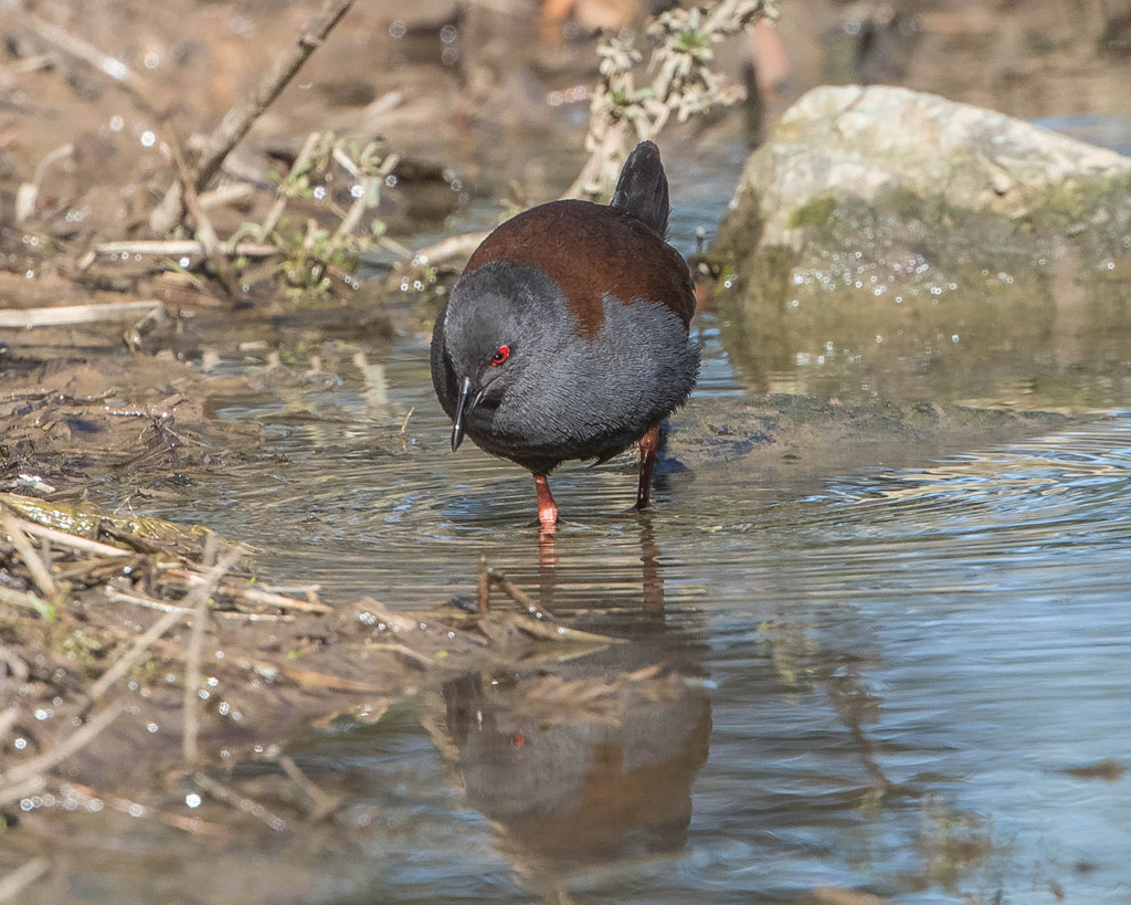 Spotless Crake