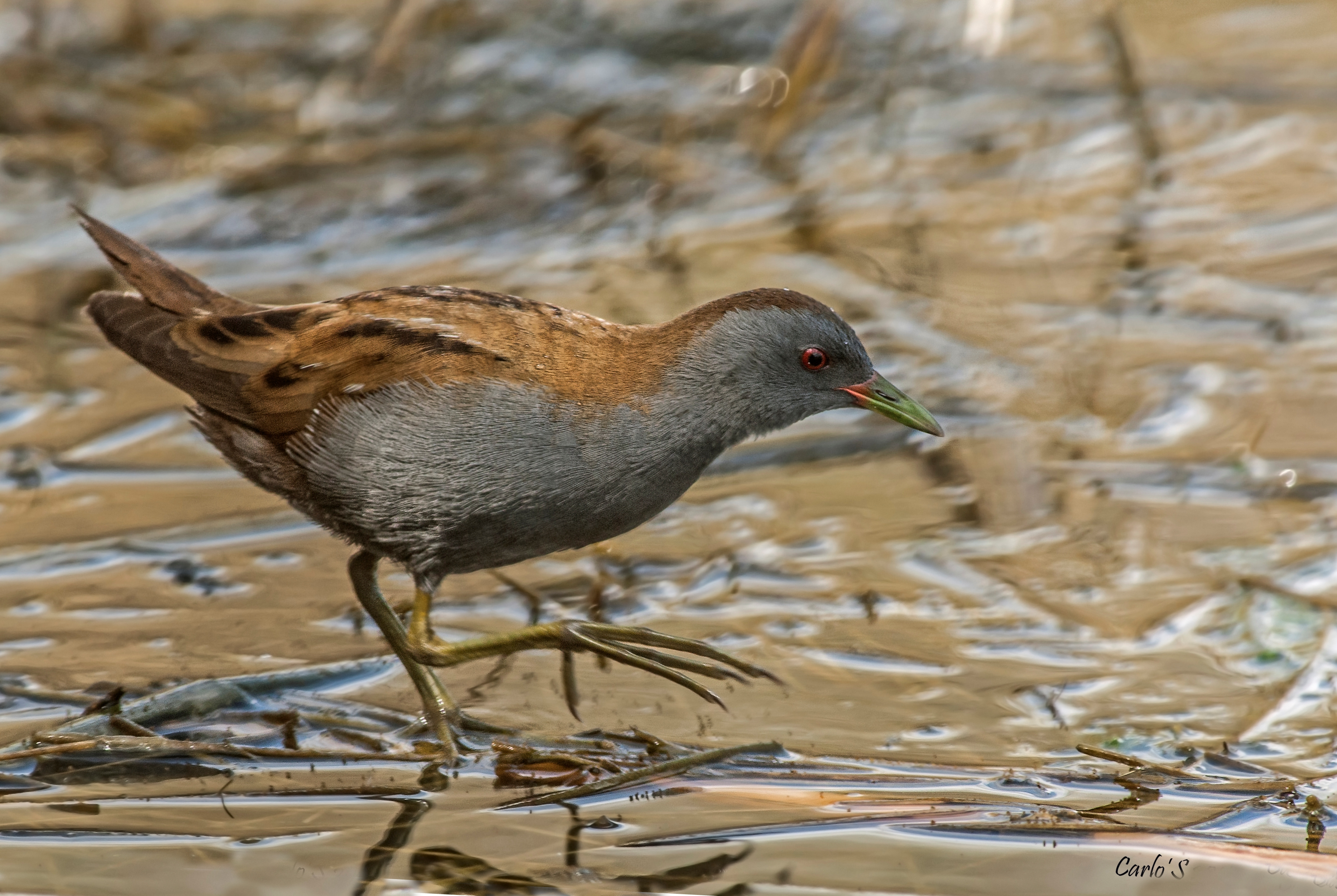 Spotted Crake