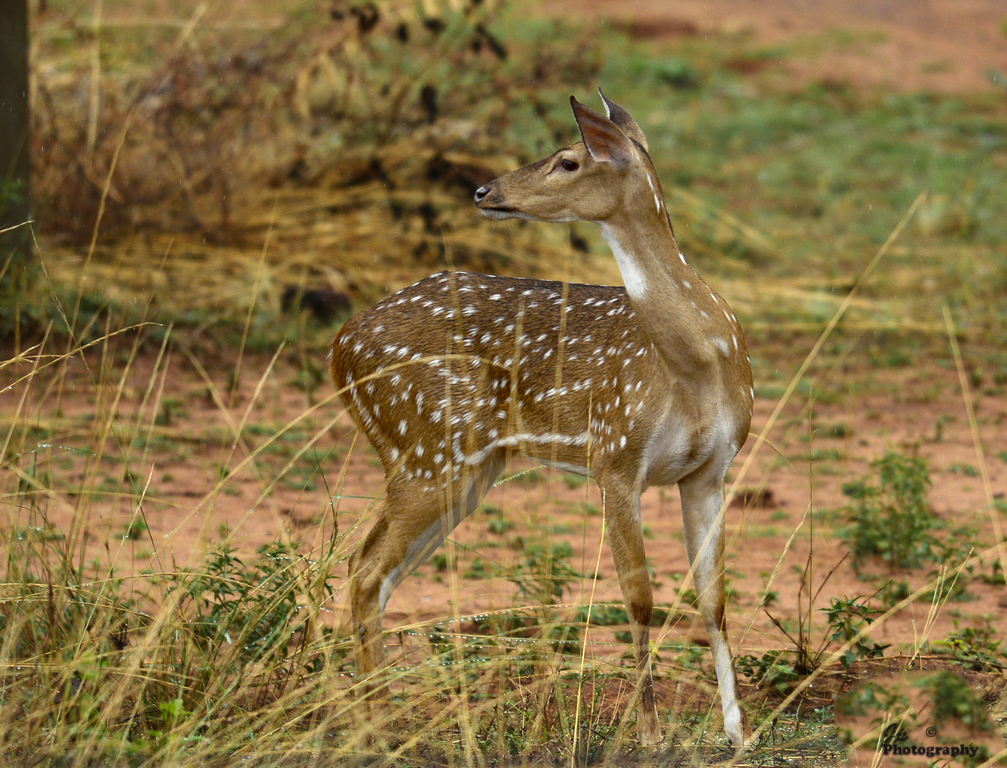 Spotted Deer