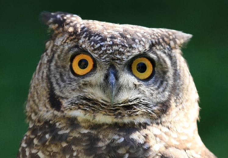 Spotted Eagle-Owl