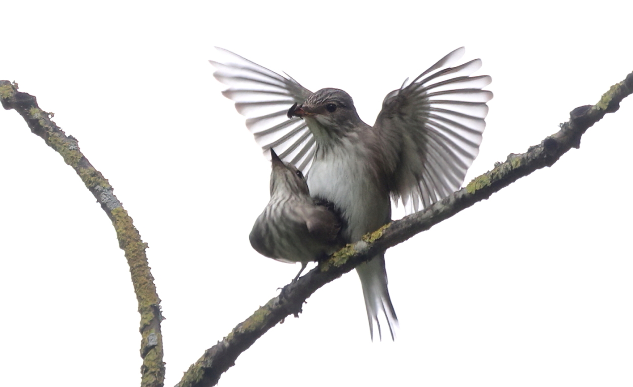 Spotted Flycatcher Urgent