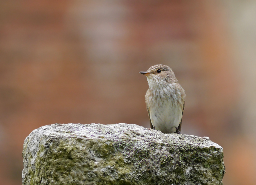 Spotted Flycatcher