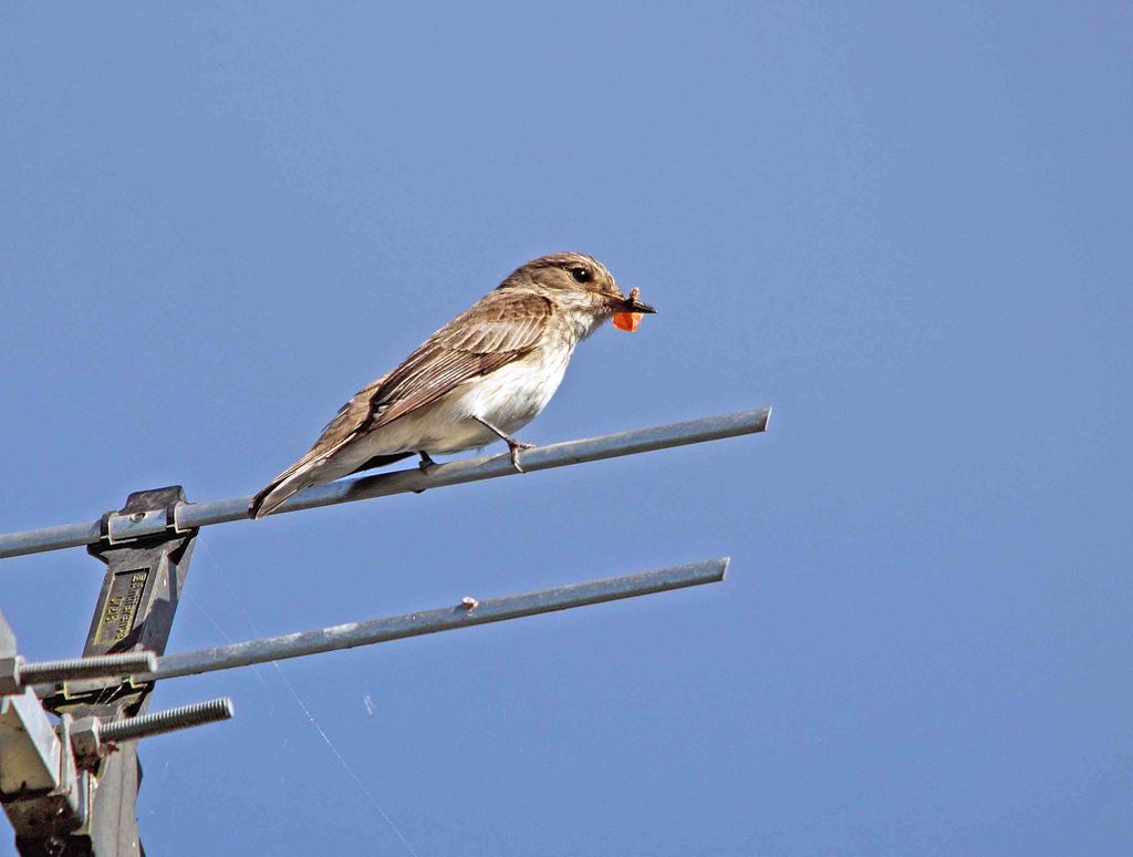 spotted flycatcher