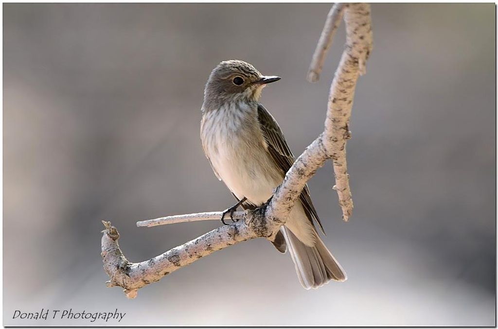 Spotted Flycatcher