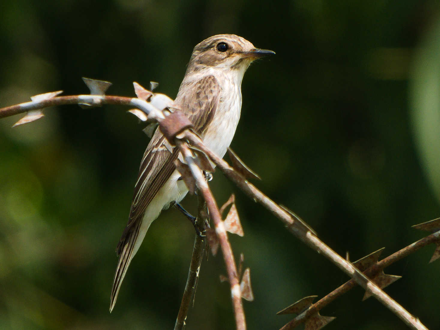 Spotted Flycatcher