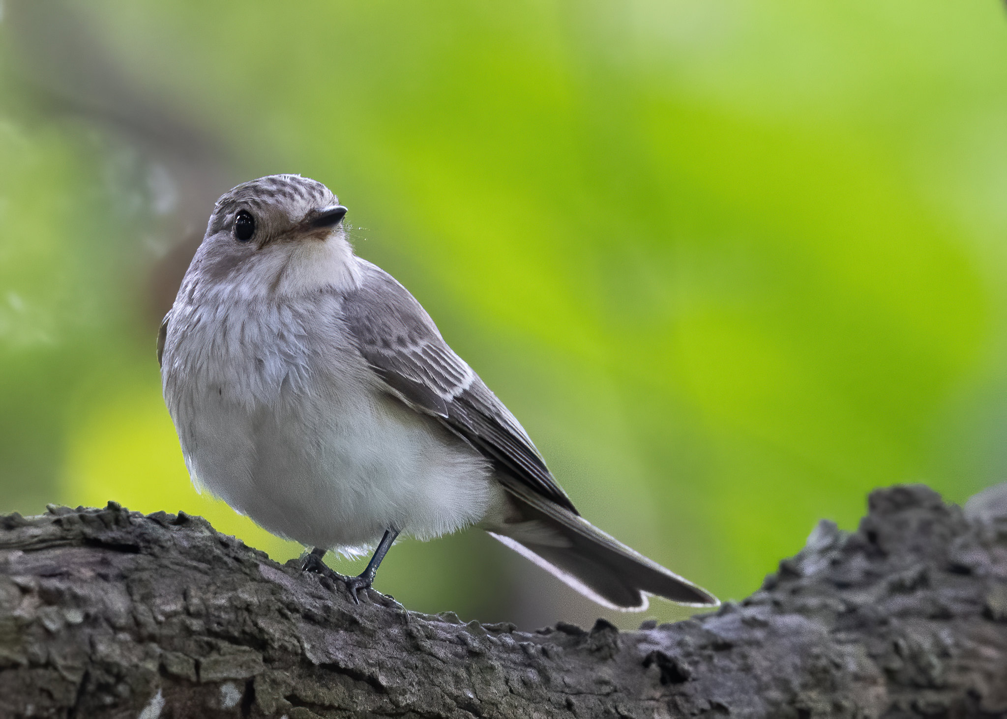 Spotted Flycatcher