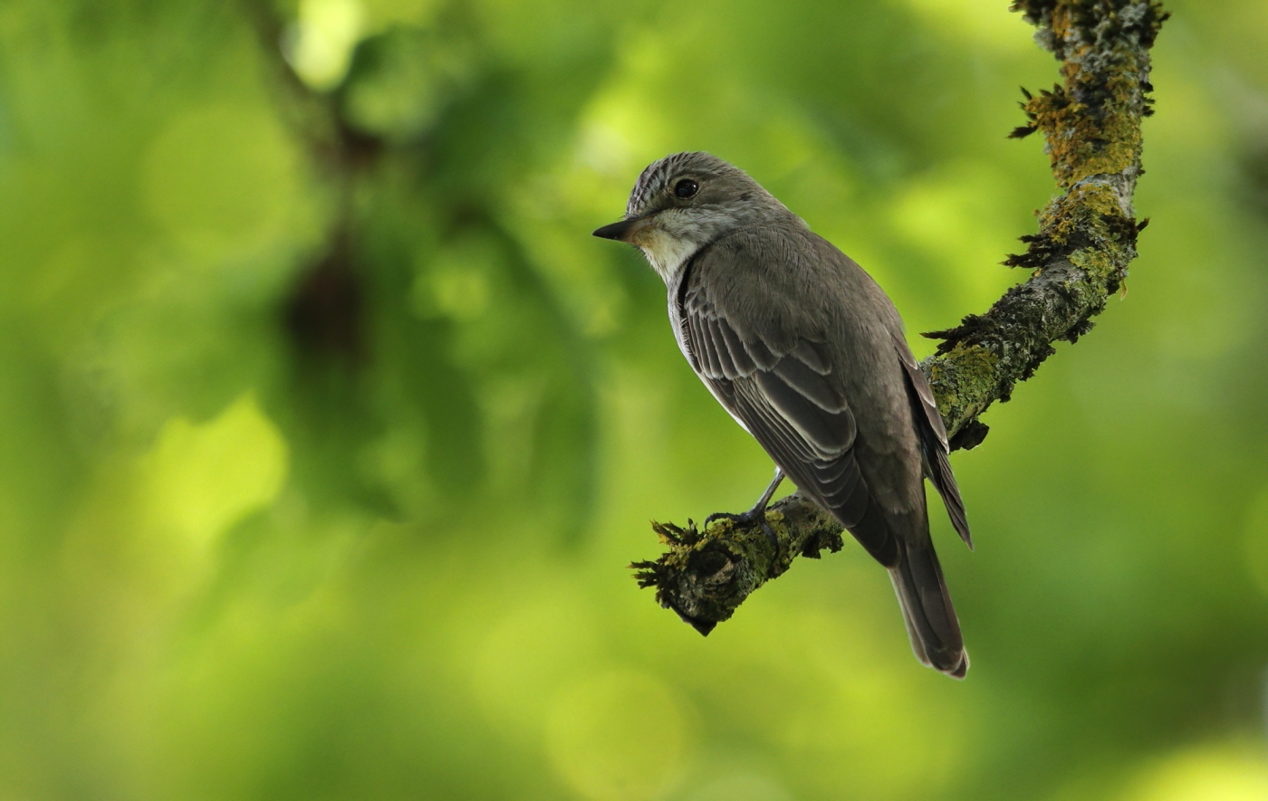 Spotted flycatcher