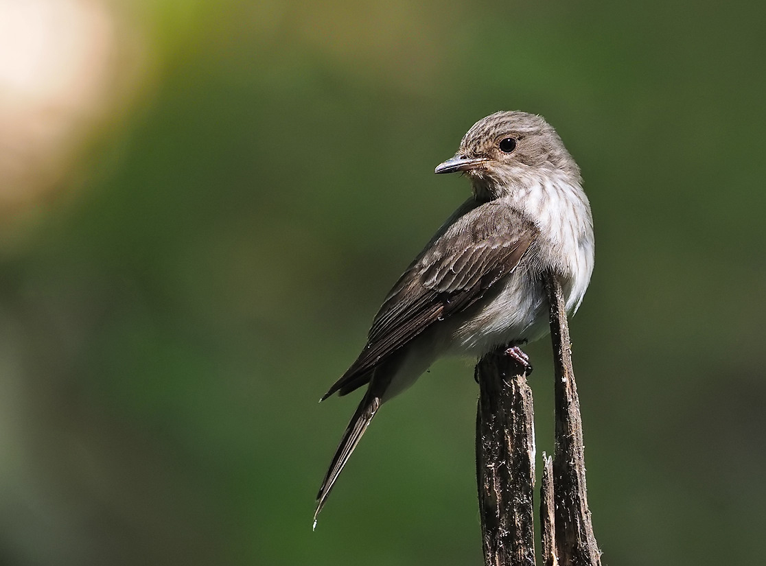 Spotted Flycatcher