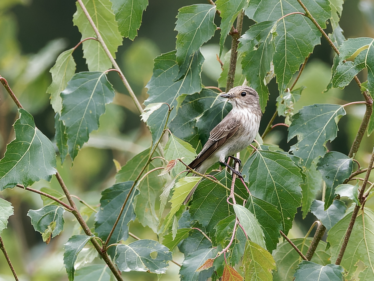 Spotted flycatcher