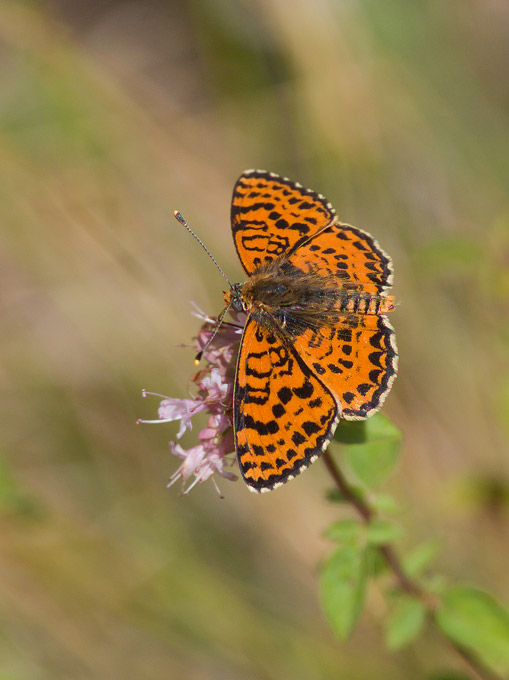 Spotted Fritillary