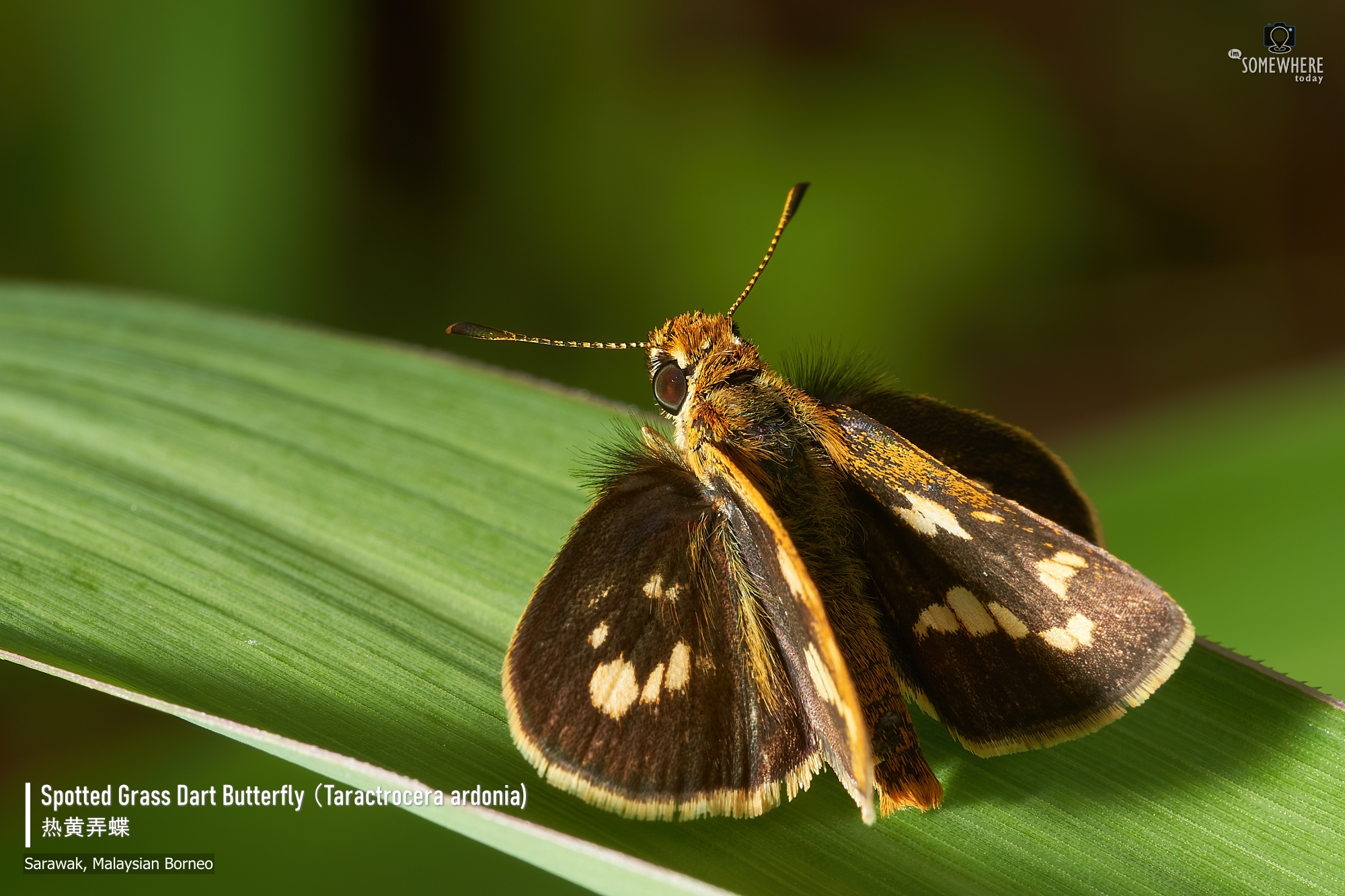 Spotted Grass Dart Butterfly (taractrocera ardonia lamia)