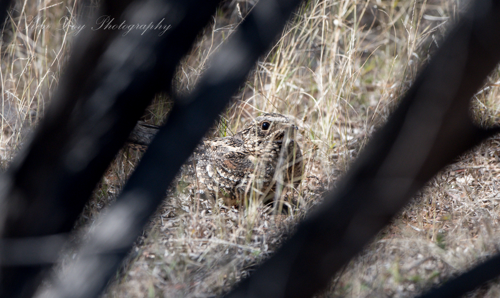 Spotted Nightjar