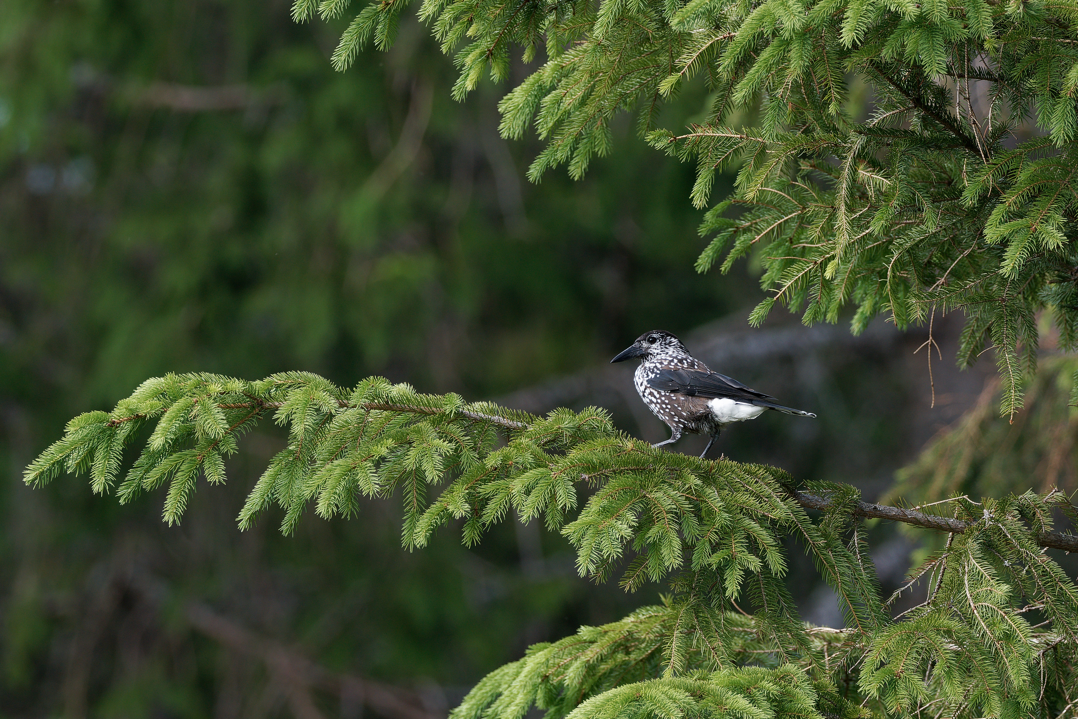 Spotted nutcracker