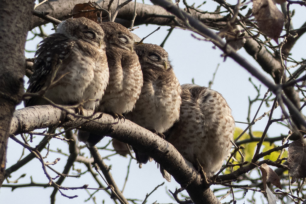 Spotted Owlet