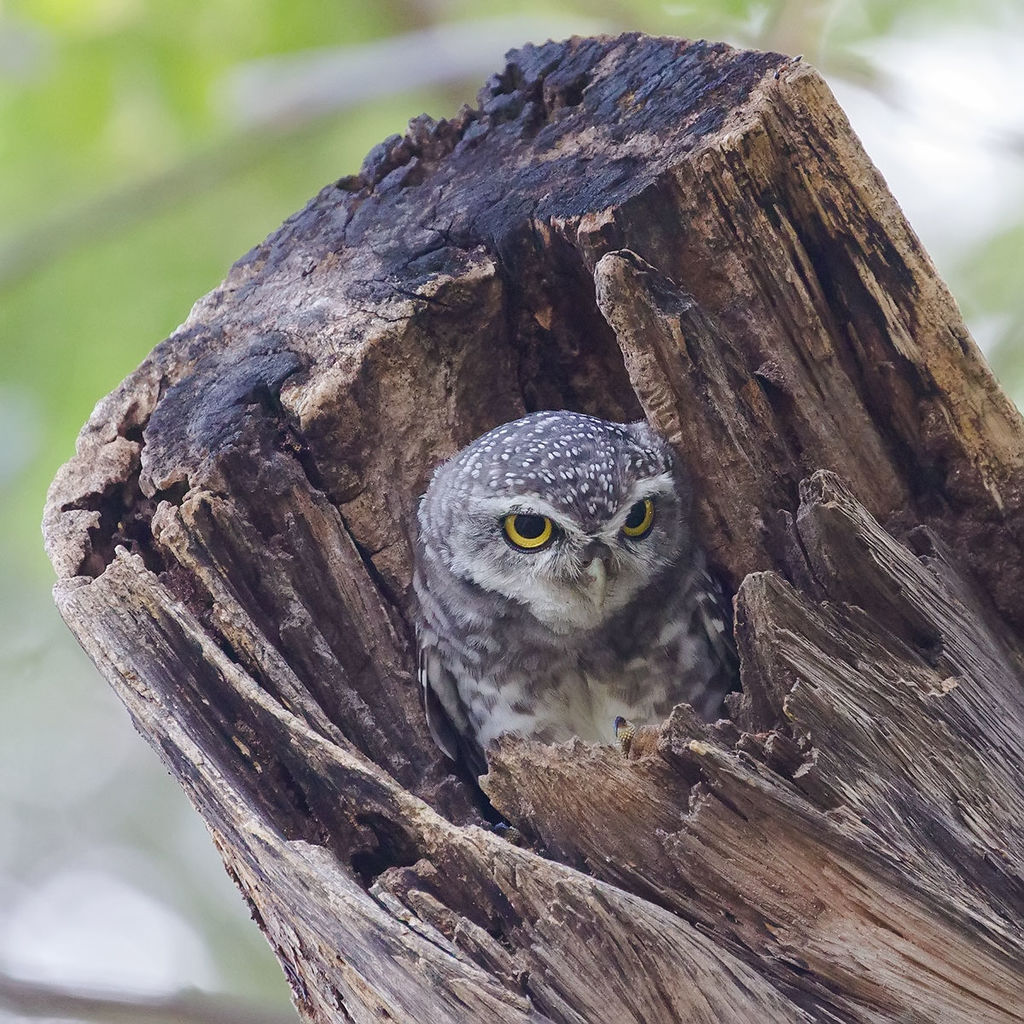 Spotted Owlet