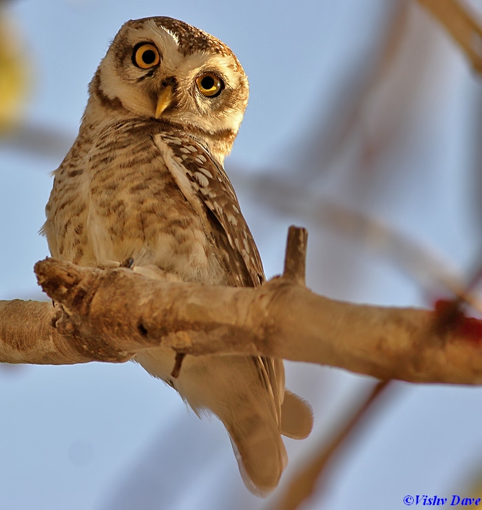 Spotted owlet