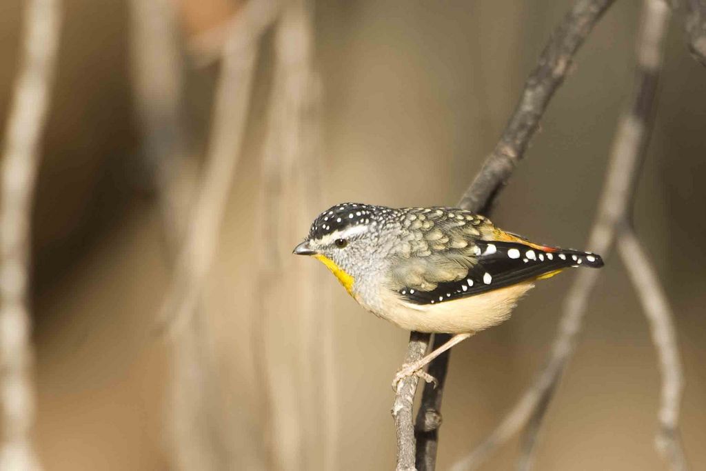 Spotted Pardalote