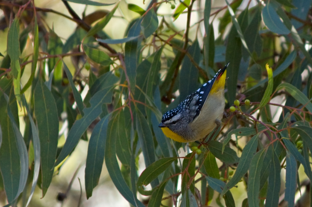 Spotted Pardalote