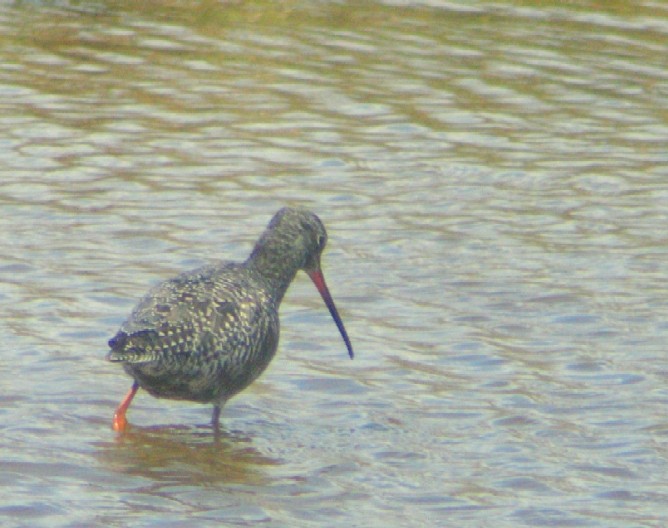 Spotted Redshank