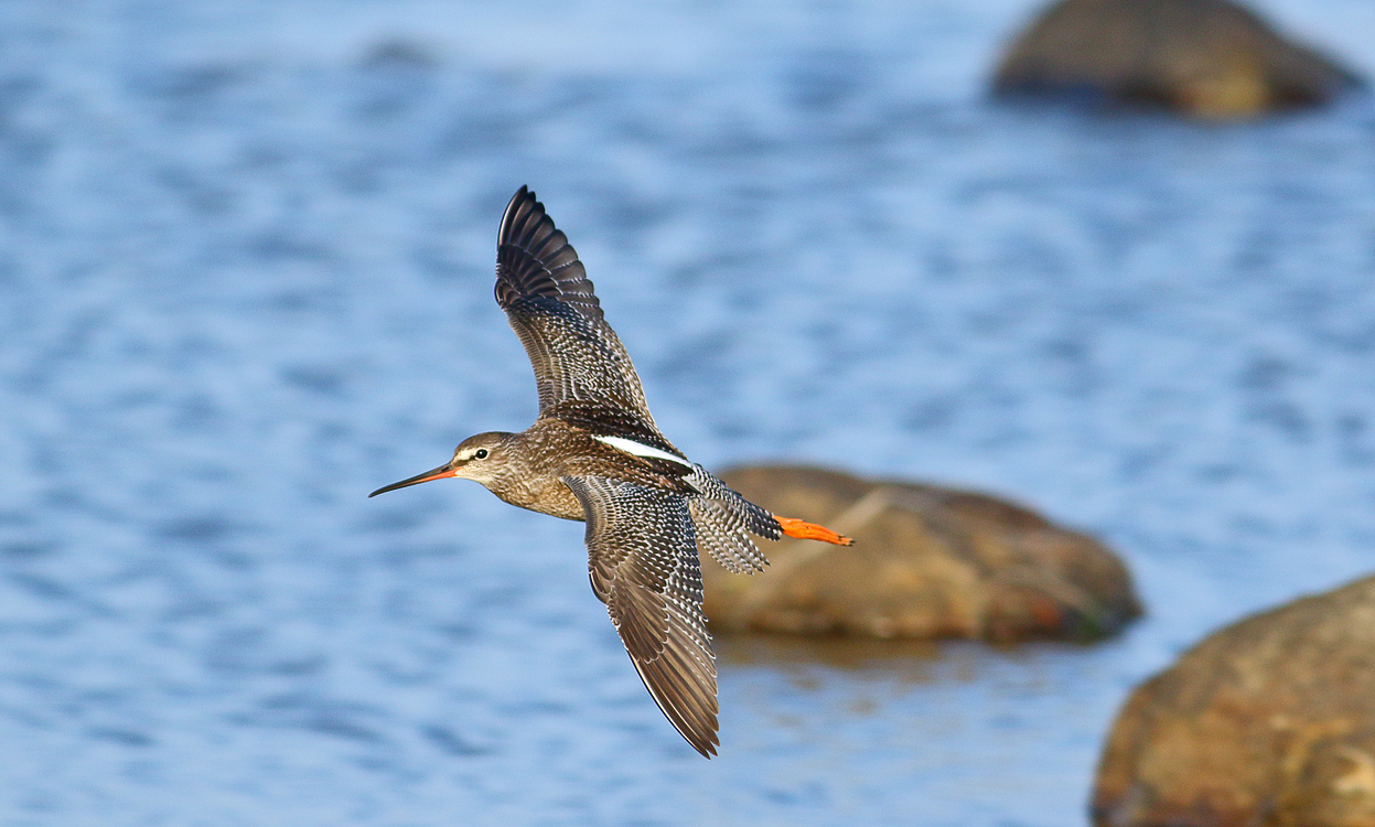 Spotted redshank