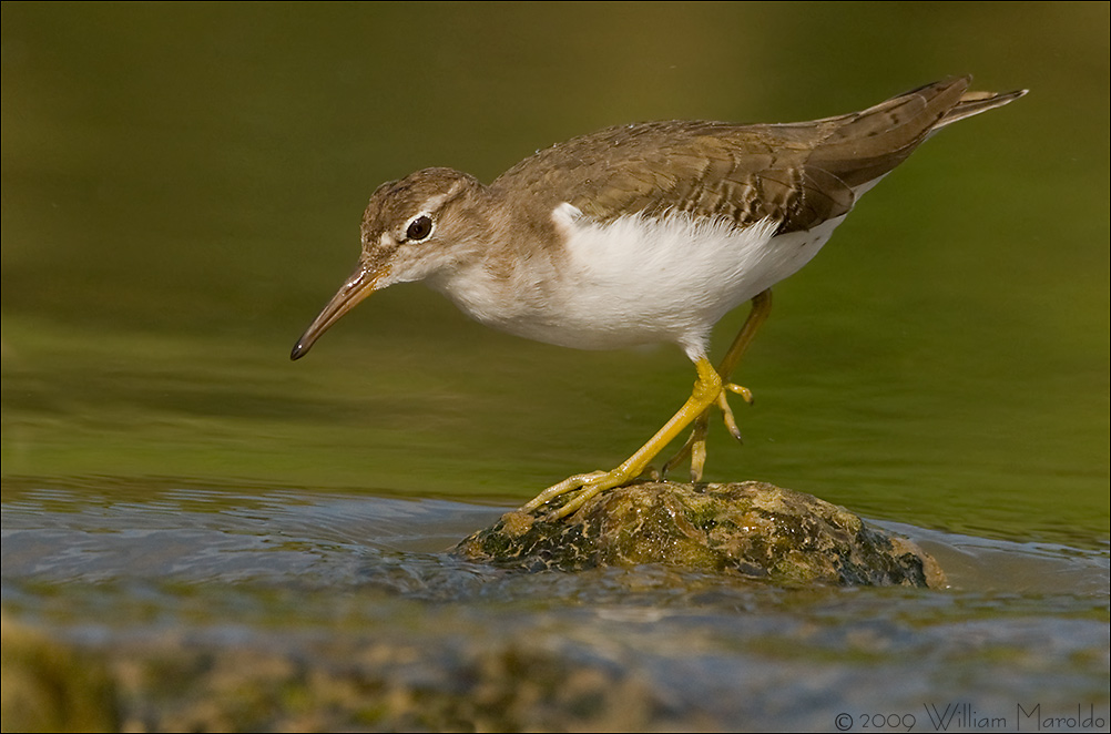 Spotted Sandpiper