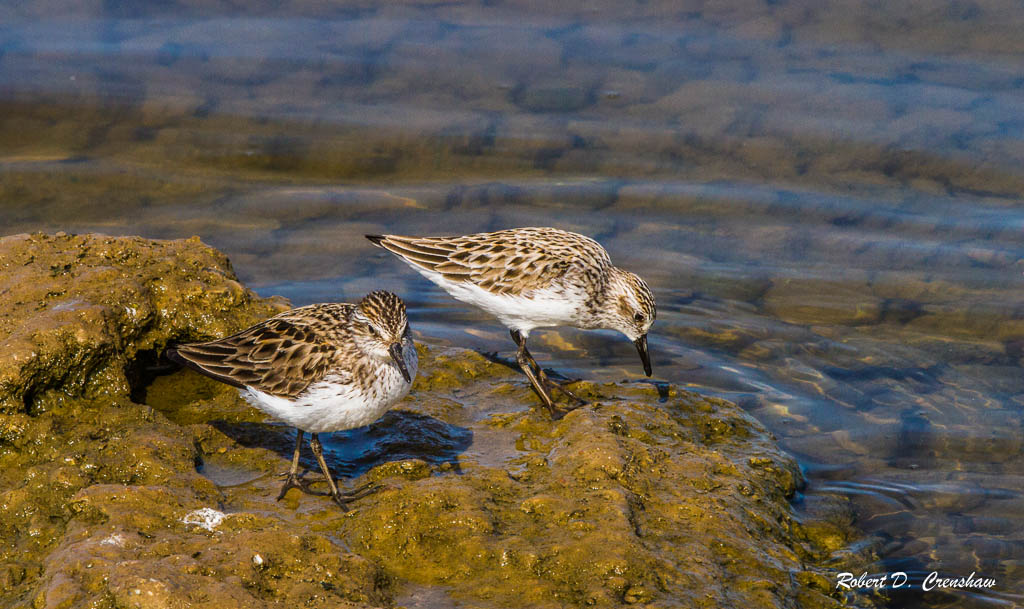 Spotted Sandpiper