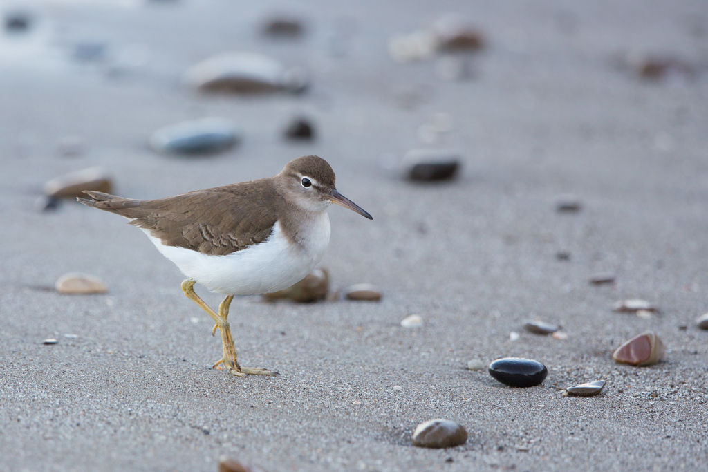 Spotted Sandpiper