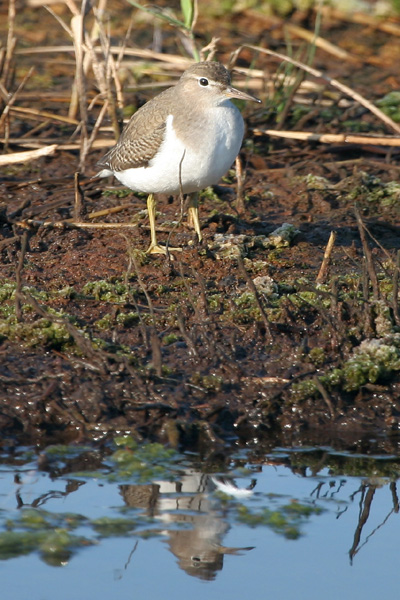 Spotted Sandpiper