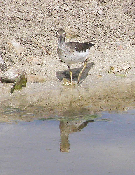 Spotted Sandpiper