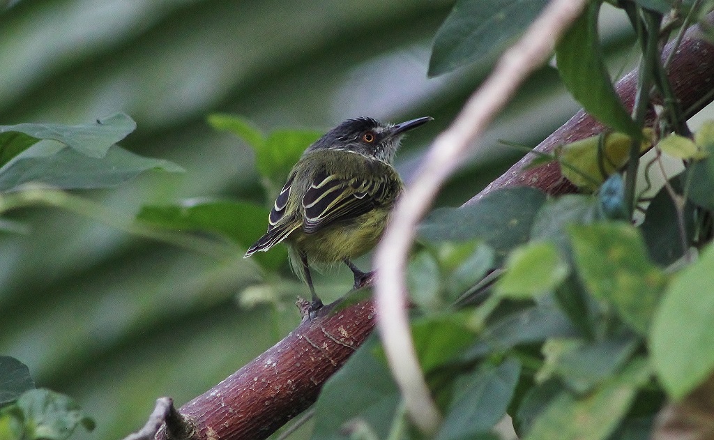 Spotted Tody - Flycatcher