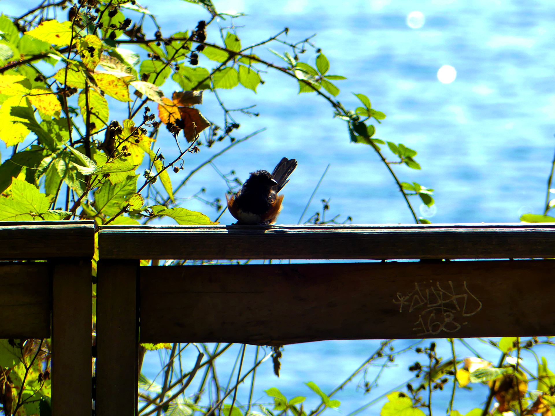 Spotted Towhee by the sea