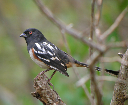 Spotted Towhee