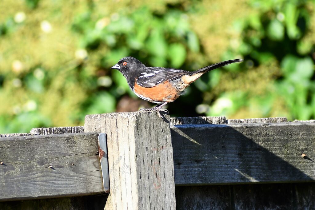 Spotted Towhee