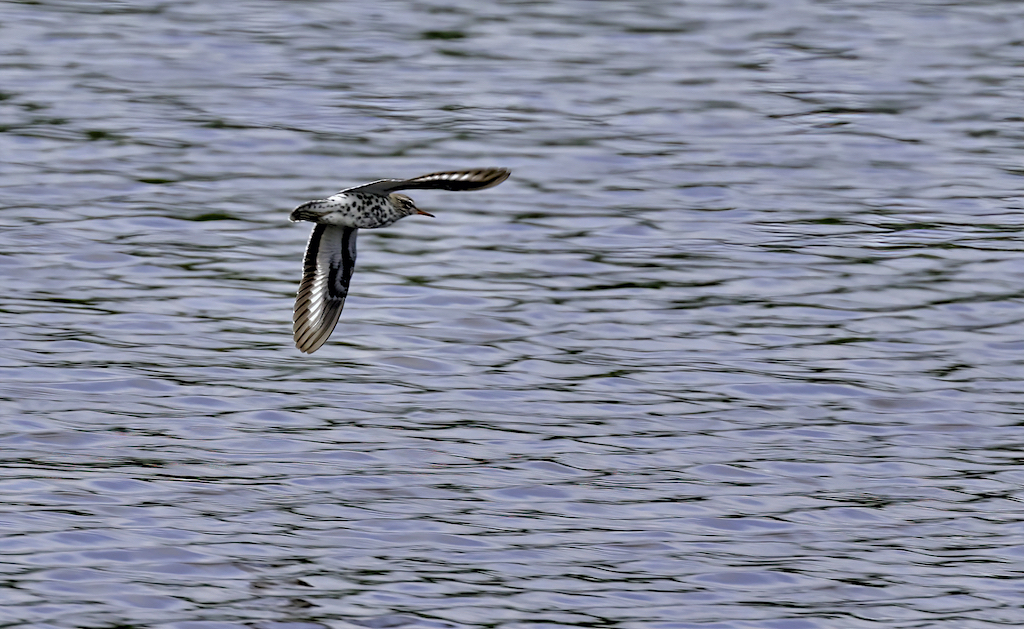 Spottted Sandpiper.jpg