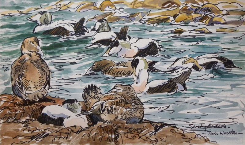 spring eiders