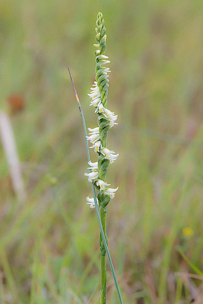 Spring Ladies'-Tresses