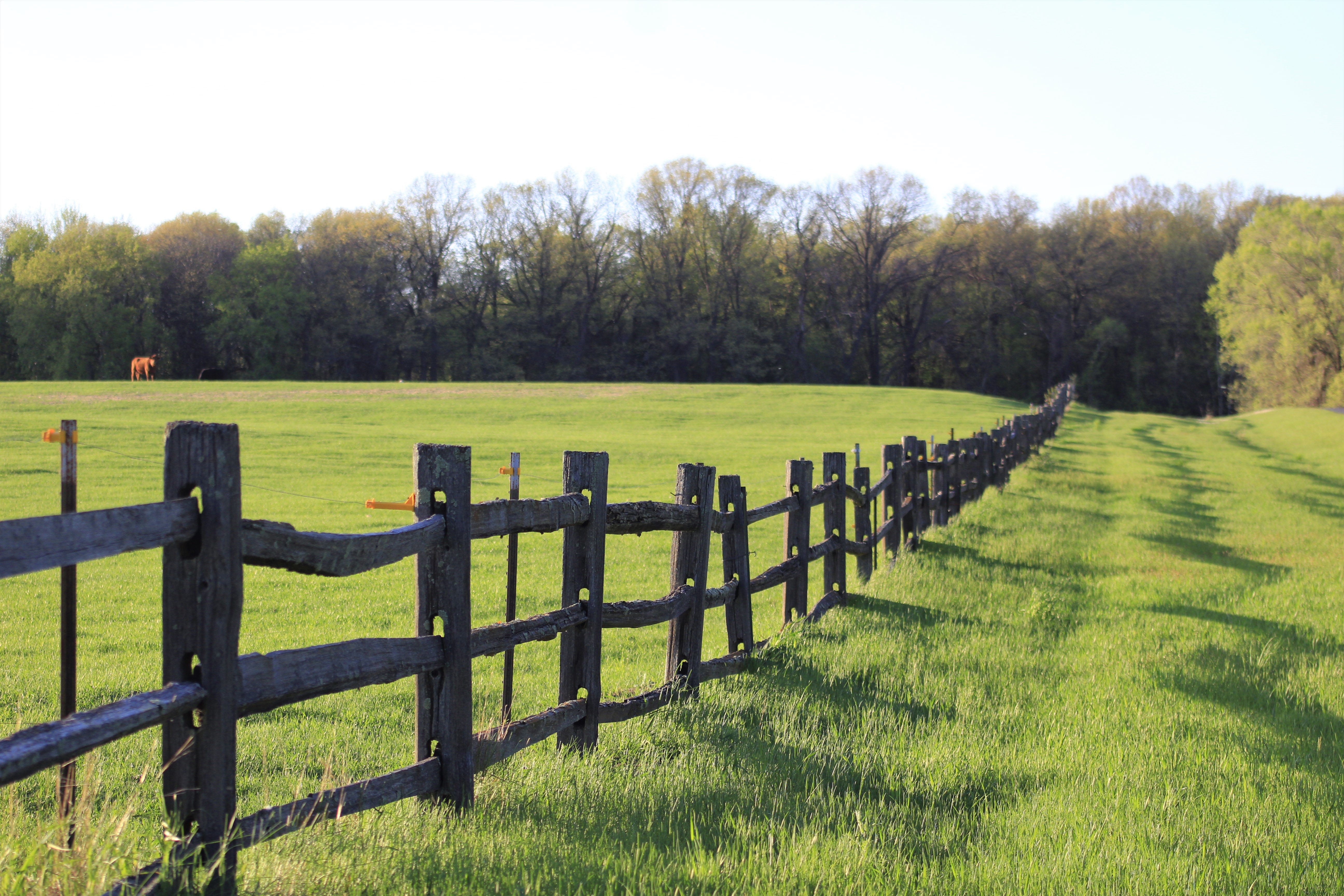 Spring meadow