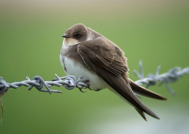 Spring Sand Martin