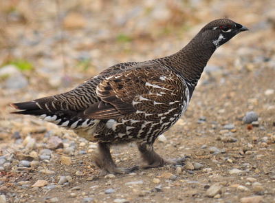 Spruce Grouse