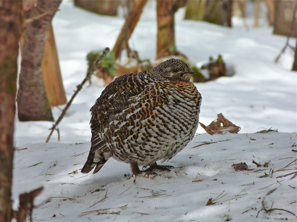 Spruce Grouse