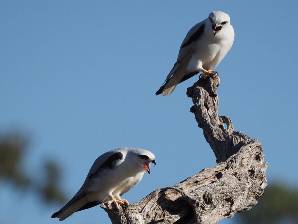 Squabbling pair