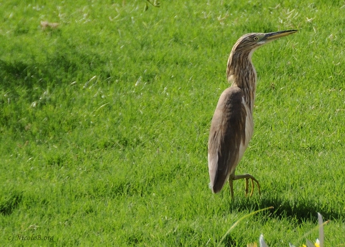 Squacco Heron, Rallenreiher, Ardeola ralloides