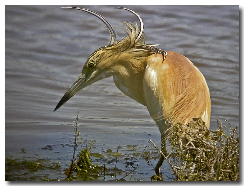 Squacco Heron