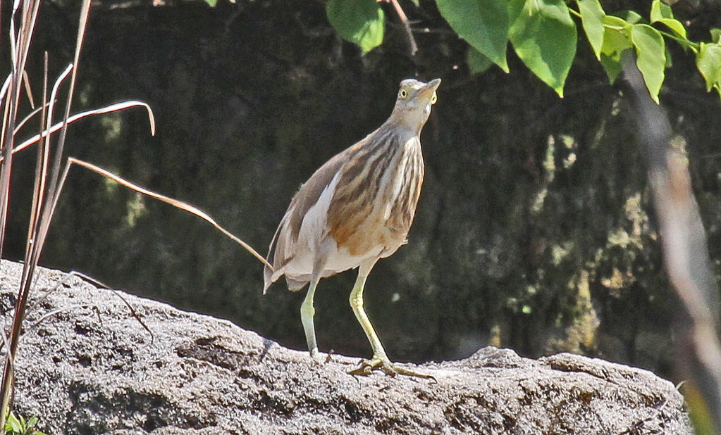 Squacco Heron