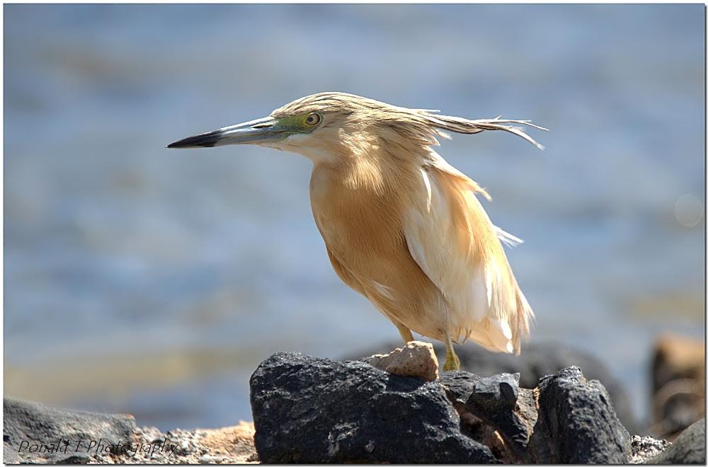 Squacco Heron