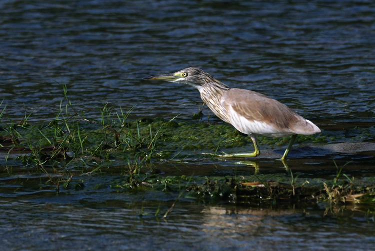 squacco heron