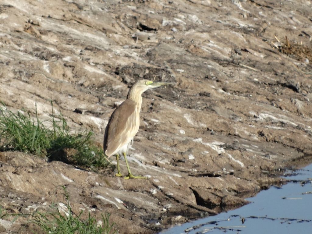 squacco heron